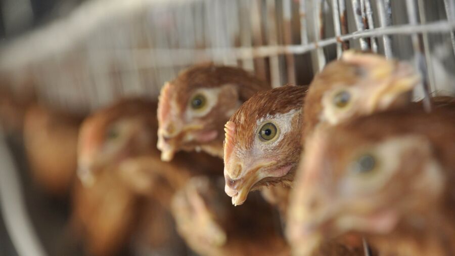 California Poultry Enterprise Ordered to Pay Workers $4.8 Million in Damages