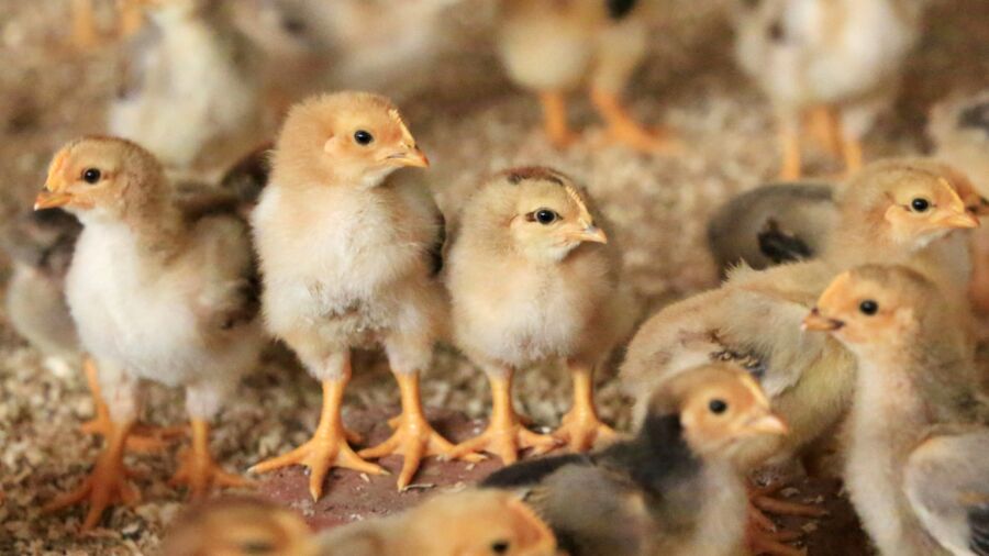 Current Bird Flu Outbreak 'Largest Animal Health Event': Poultry Health Expert