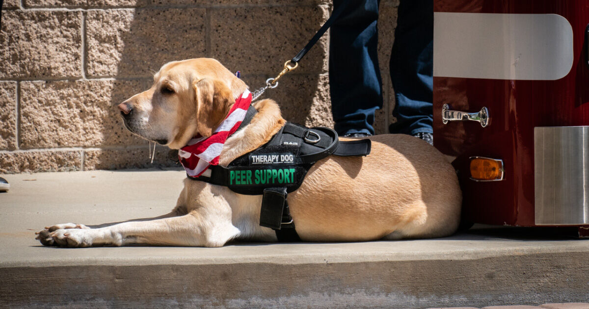 Orange County Fire Authority Adds New K9 to Its Ranks - TrendRadars