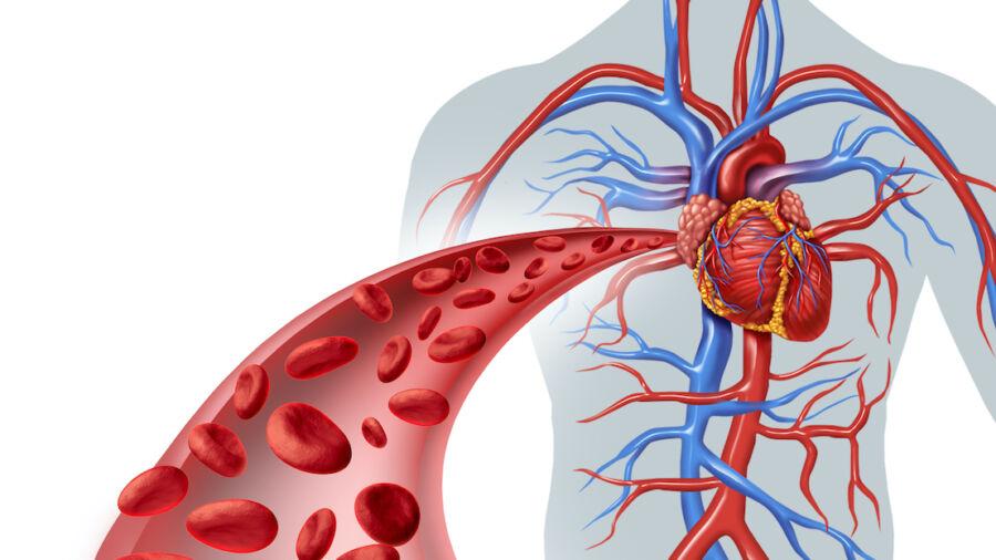 Protect Your Cardiovascular System With 8 Types of Food