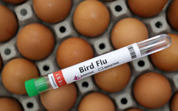 China Records World’s First Human Death From H3N8 Bird Flu: WHO