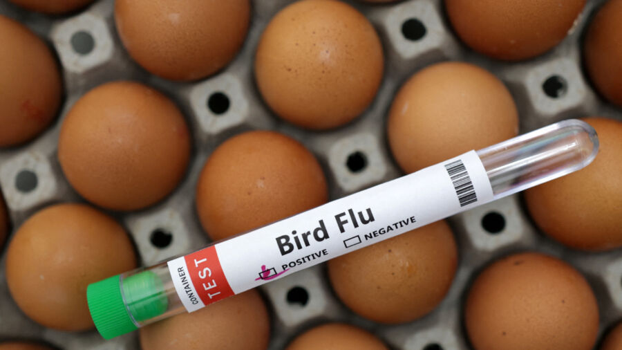 China Records World’s First Human Death From H3N8 Bird Flu: WHO
