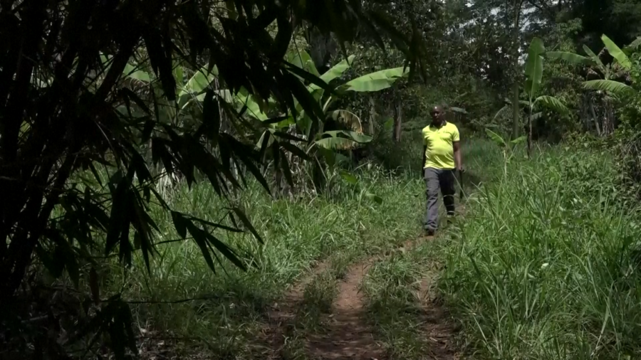 Uganda: Bamboo Farming Fights Deforestation