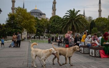 Stray Dogs, Cats Cared for in Istanbul