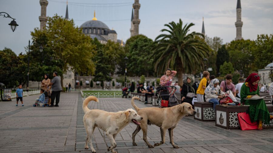 Stray Dogs, Cats Cared for in Istanbul