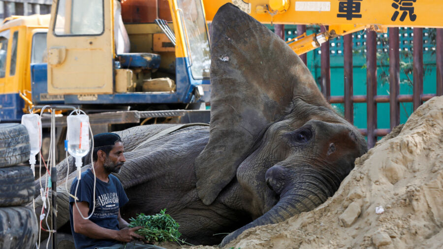 Elephant Noor Jehan Critically Ill at Karachi Zoo After Fall
