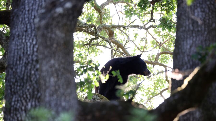 Bear Gets a Little Too Close for Comfort