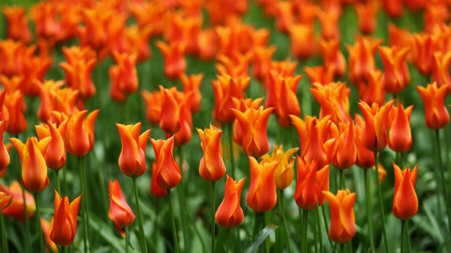 Tulips in Bloom at Netherlands Garden
