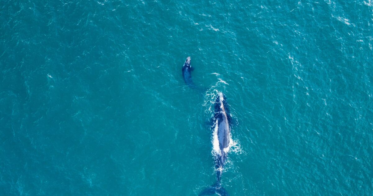 North Atlantic Right Whales Face Extinction Ntd