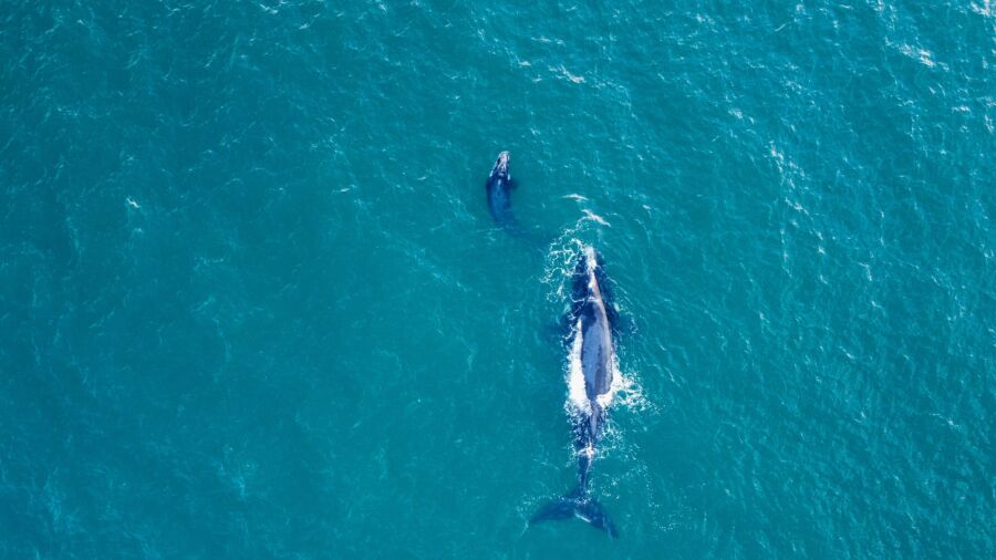 North Atlantic Right Whales Face Extinction