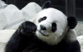 Chinese Panda on Long-Term Loan to Thailand Dies Suddenly