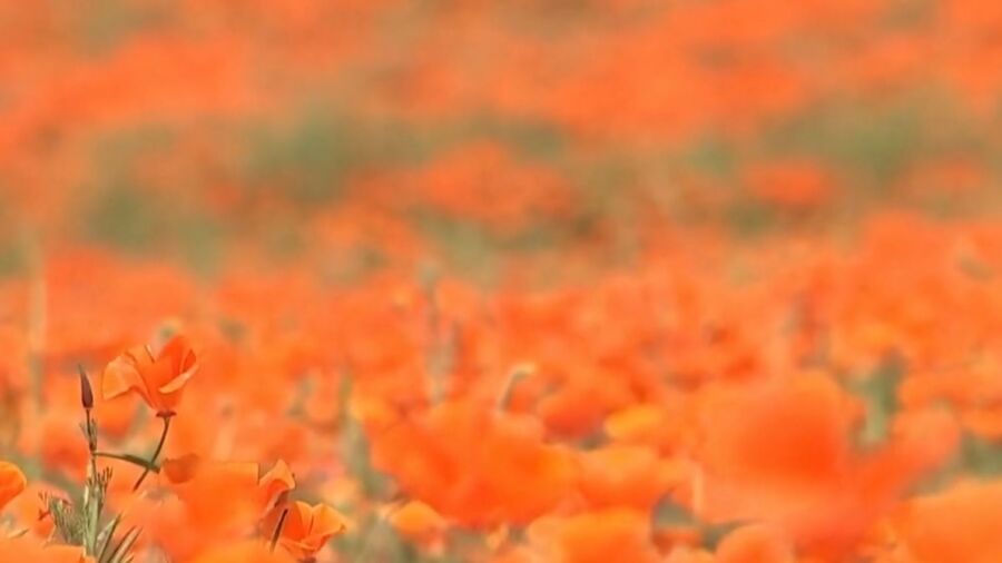 Winter Storms Fuel Wildflower Bloom