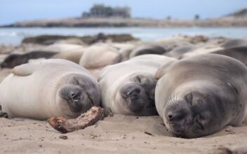 You Think You Need More Sleep? Tell That to an Elephant Seal