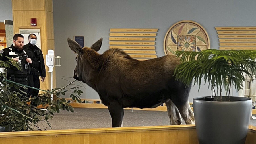 Moose Visits Alaska Movie Theater