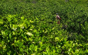 Soil Depletion and What It Means for You