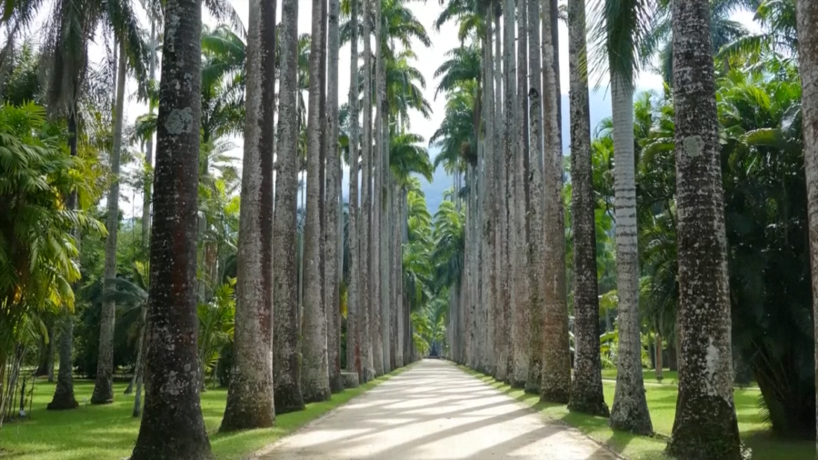 Brazil's ’Giant Tree Trail’ Draws the Eye
