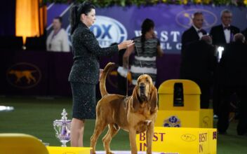 Preview of Westminster Kennel Club Dog Show