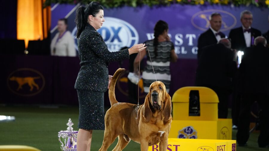 Preview of Westminster Kennel Club Dog Show