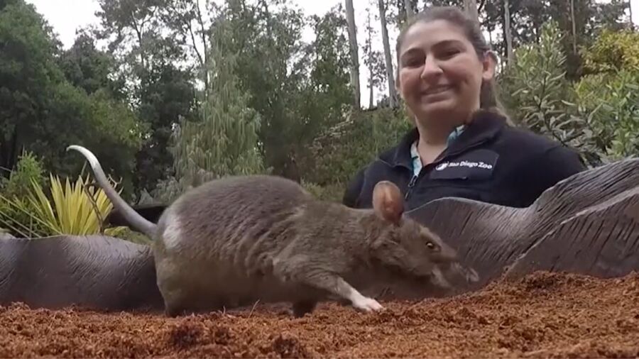Rats Train to Sniff Out Contraband