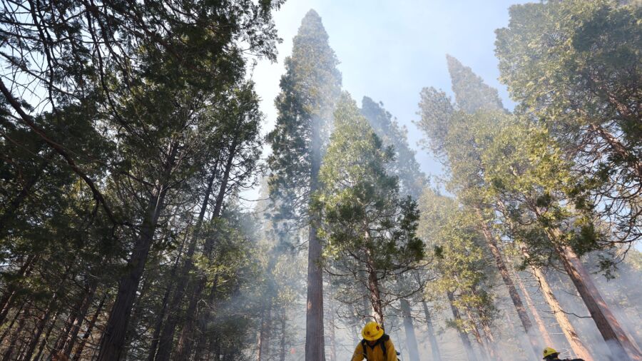 Race Is on to Prevent Wildfires on West Coast
