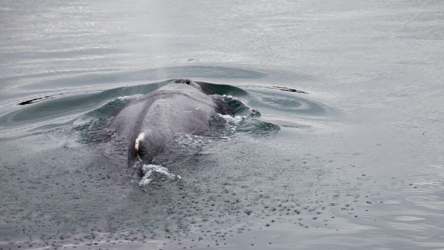Humpback Whales Enjoy ‘Spa’ on Ocean Floor