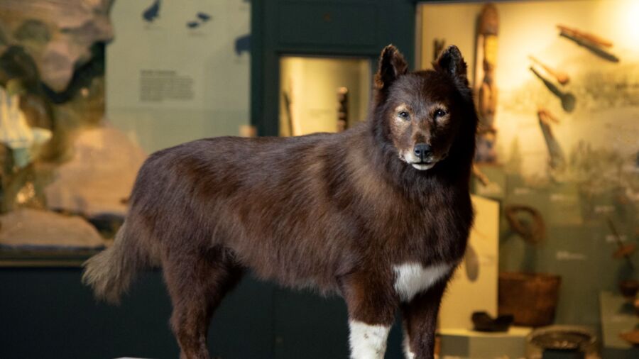 A Good Dog With Great Genes: 1920S Alaska Sled-Relay Hero Balto