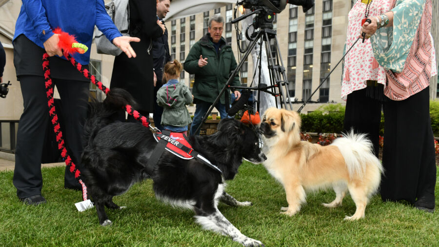 Dog Trainers Gear Up for Westminster Dog Show