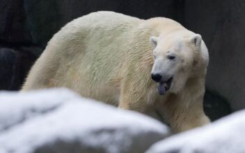 Hamburg Zoo Excited About Baby Polar Bear