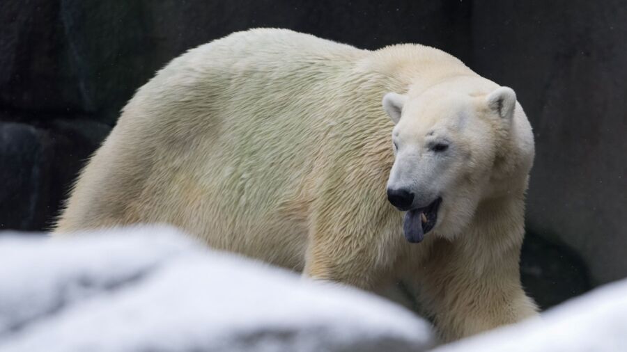 Hamburg Zoo Excited About Baby Polar Bear