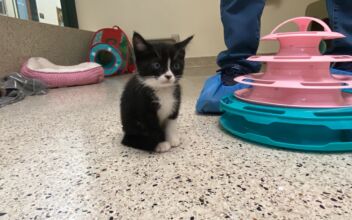 ‘Kitten Season’ in California: Pasadena Humane Society Shares Rescue and Care Tips
