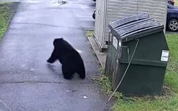 Video: Bear Surprises School Principal