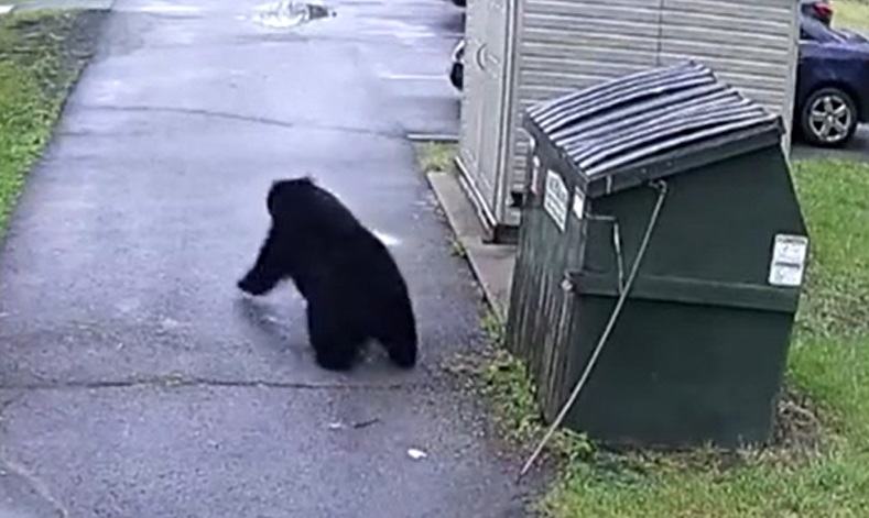 Video: Bear Surprises School Principal