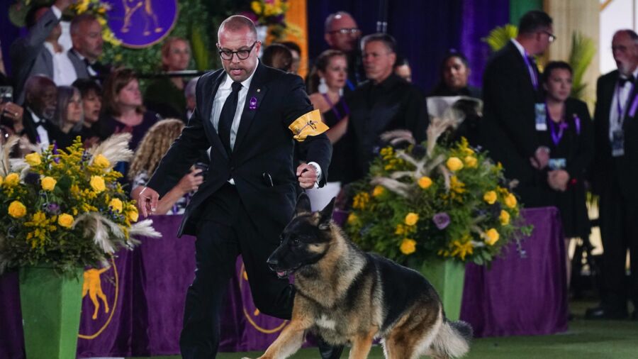 Dog Show 101: What’s What at the Westminster Kennel Club
