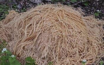 Hundreds of Pounds of Pasta Dumped Near New Jersey Stream