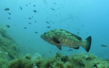 Scientists Seek to Identify New Marine Life