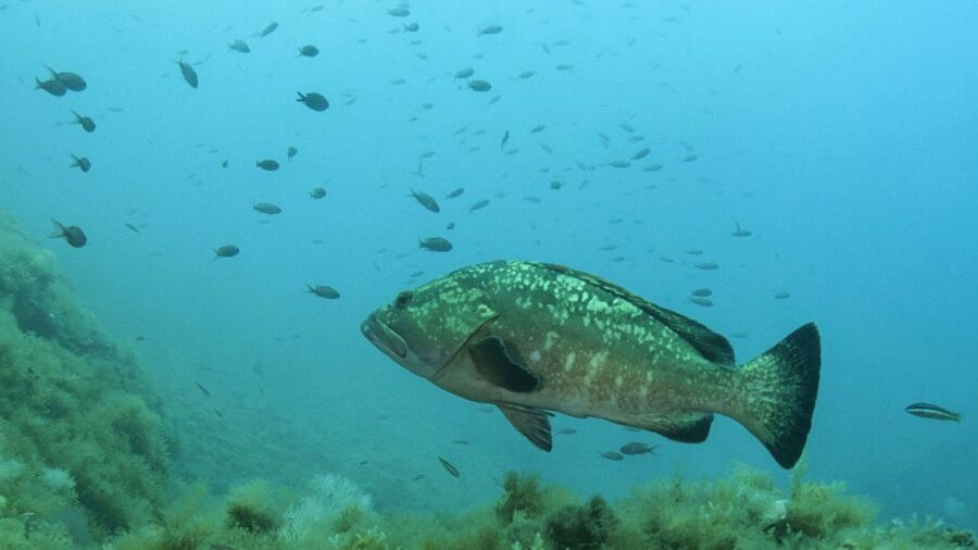 Scientists Seek to Identify New Marine Life