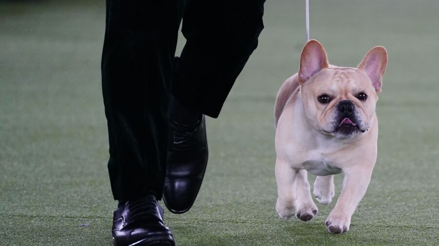 The Frenchie Becomes a Favorite—and a Dog-Show Contender