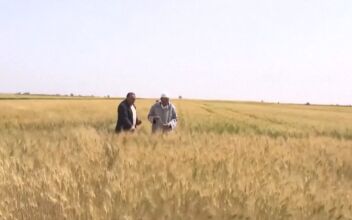 Moroccan Farmers Adapt With Resilient Crops