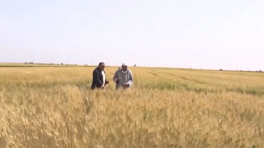 Moroccan Farmers Adapt With Resilient Crops