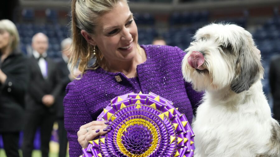 A ‘PBGV’ Wins Westminster Dog Show, a First for the Breed
