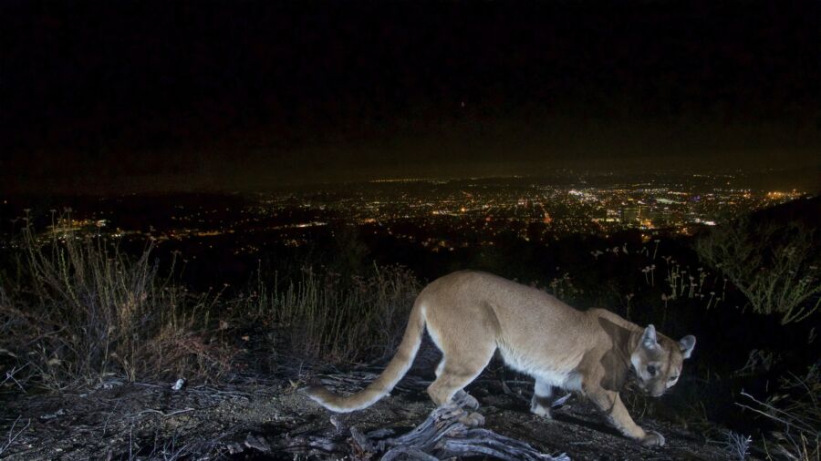 Mountain Lion That Swatted 11-Year-Old Girl’s Cheek Killed in Colorado