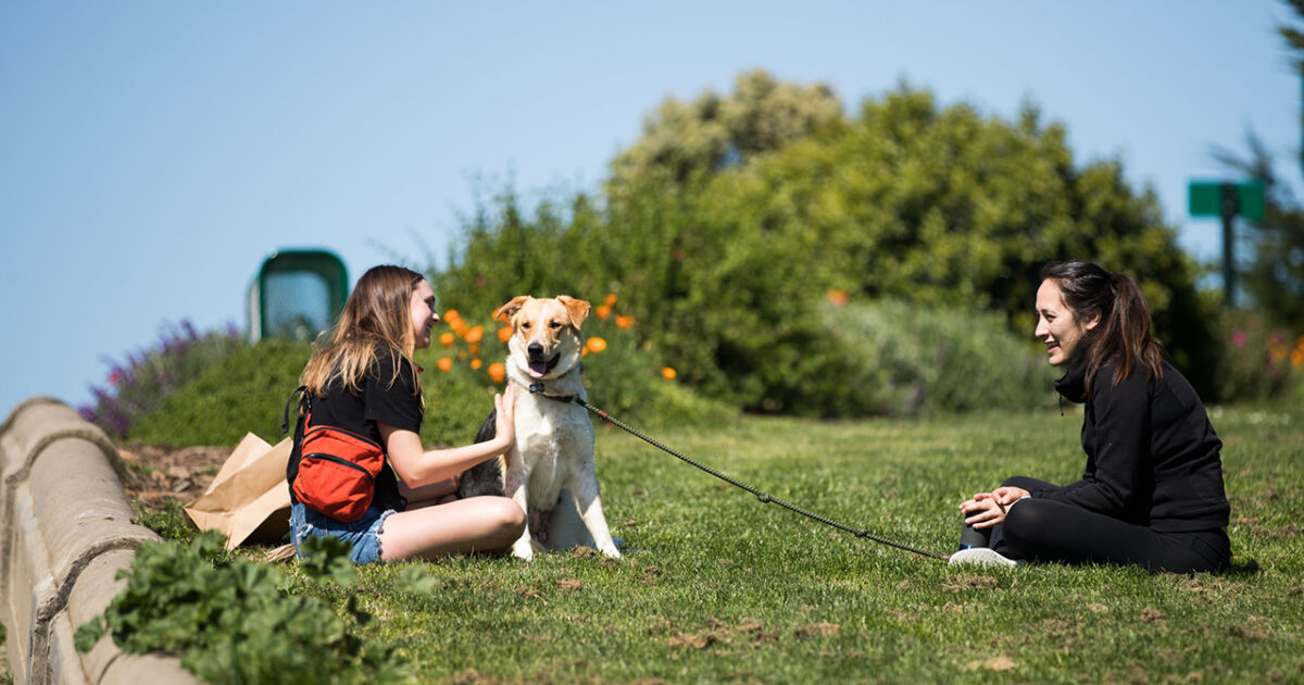 New FDA Guidance For Outdoor Dining with Dogs NTD