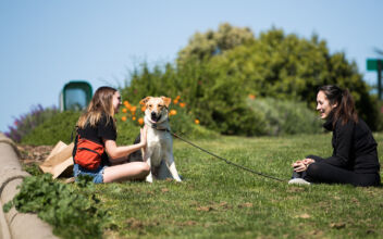 New FDA Guidance For Outdoor Dining with Dogs