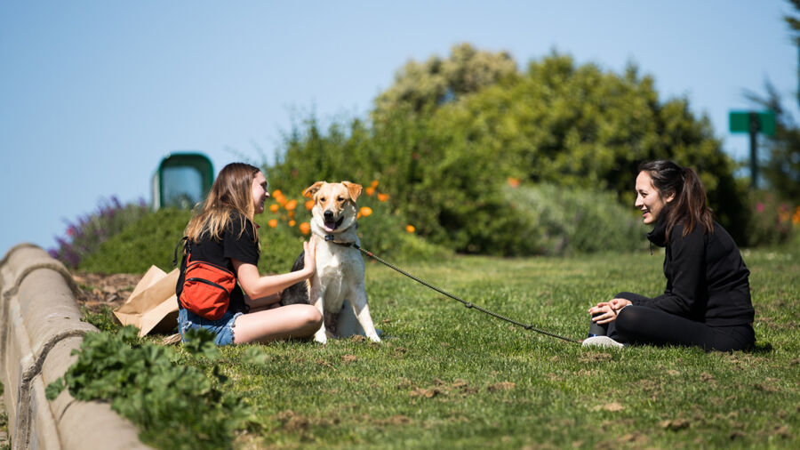 Tips on How to Prevent Heat Strokes in Pets