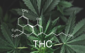 Surge in Using THC Products at Work: Analysis
