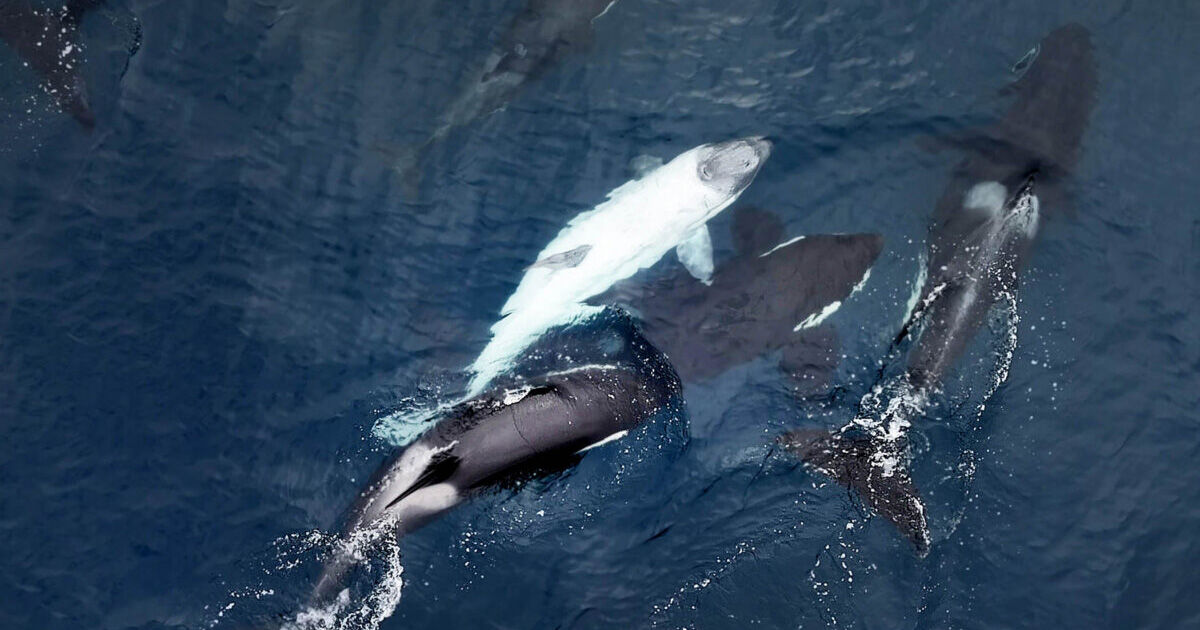 Photographer Captures Footage Of Extremely Rare White Killer Whale Calf ...