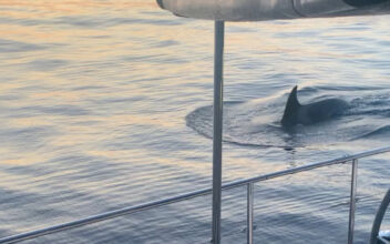 Killer Whales Wreck Boat in Latest Attack Off Spain
