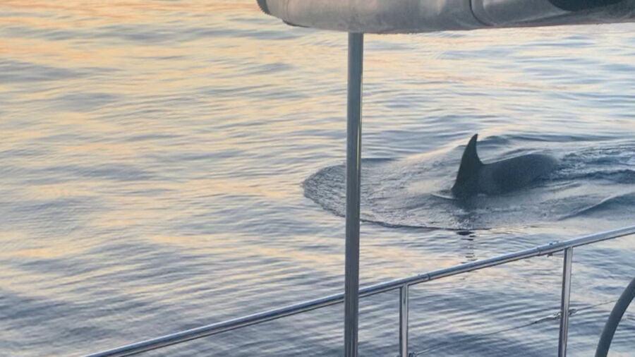 Killer Whales Wreck Boat in Latest Attack Off Spain