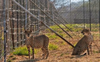 3 Cheetah Cubs Die in India Amid Sweltering Heat Wave