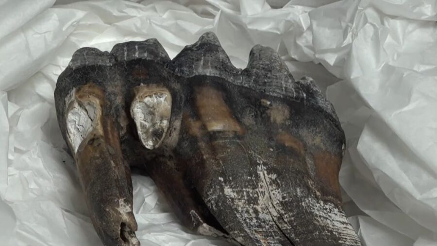 Beach Jogger Donates Ancient Mastodon Tooth